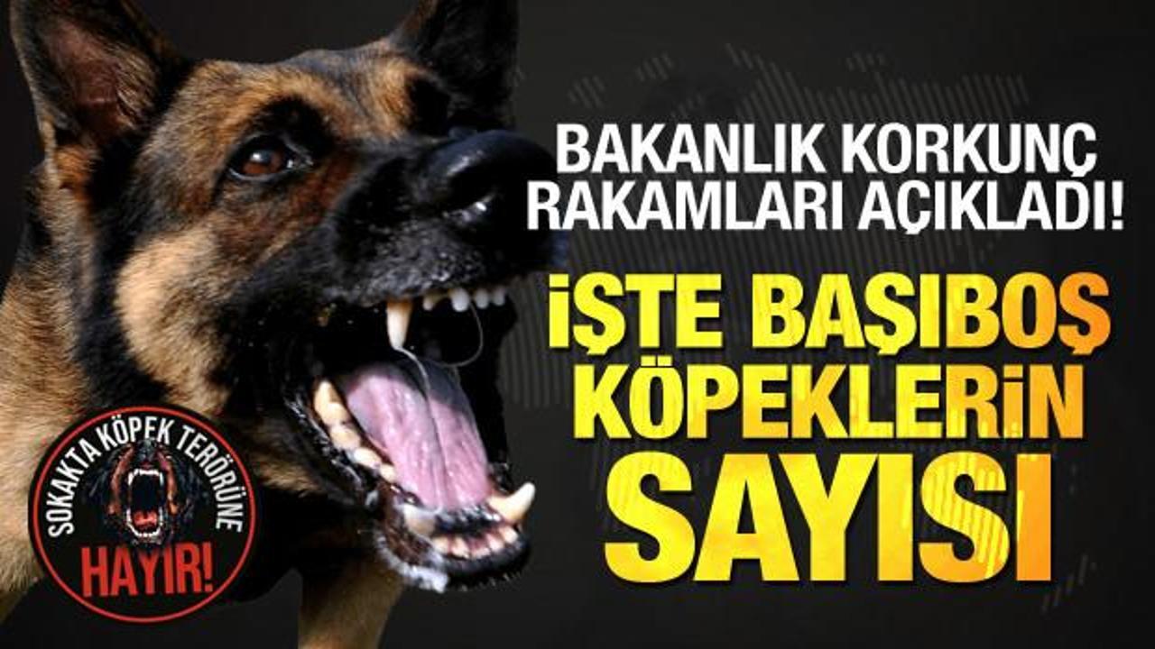 Bakanlık resmen açıkladı! İstanbul, Ankara ve İzmir’de başıboş köpeklerin korkunç sayısı