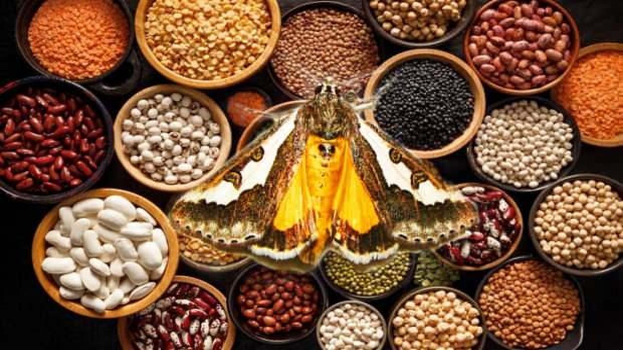 Evde güvelerden nasıl kurtuluruz, güve yumurtası nasıl yok edilir? Güve kelebeği kurt olur mu?