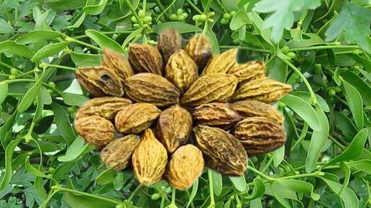 Karahalile ne işe yarar? Karahalile faydaları nelerdir, nasıl kullanılır?