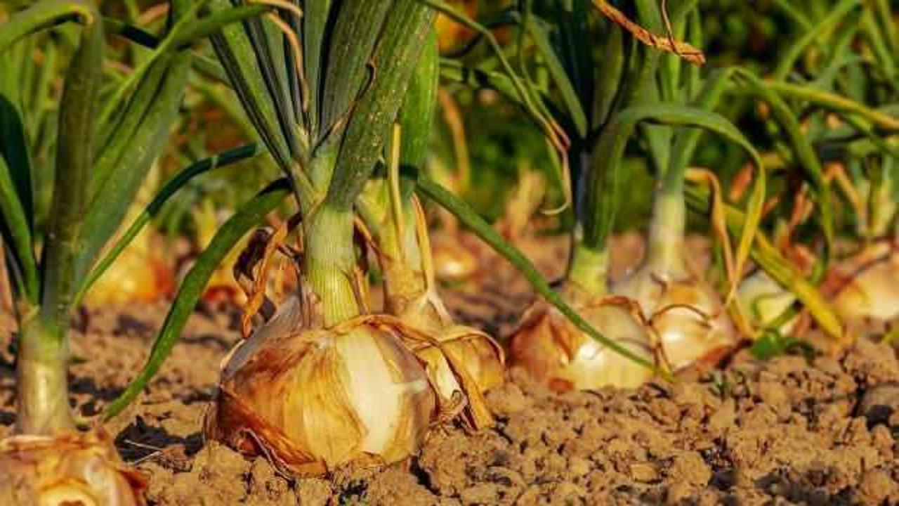 Pişmiş ve çiğ soğanın faydaları nelerdir? Her gün soğan yemenin faydaları nelerdir?