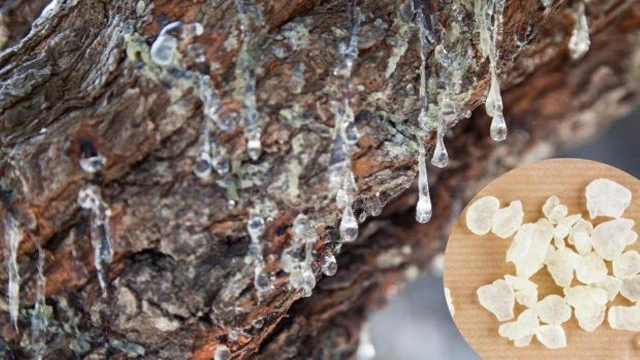 Sandaloz sakızı nasıl kullanılır, faydaları nelerdir ? Sandaloz sakızı ile zayıflamak…