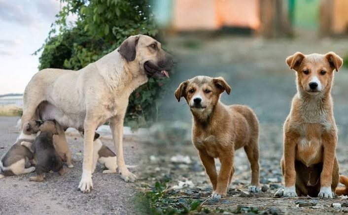 Hacı Ahmet Ünlü Sahipsiz Sokak Canlarını Unutmadı