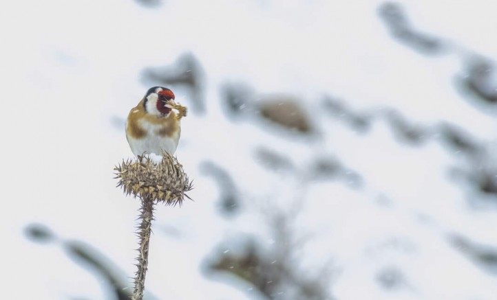 Hacı Ahmet Ünlü Sessiz Hayvanları Unutmadı