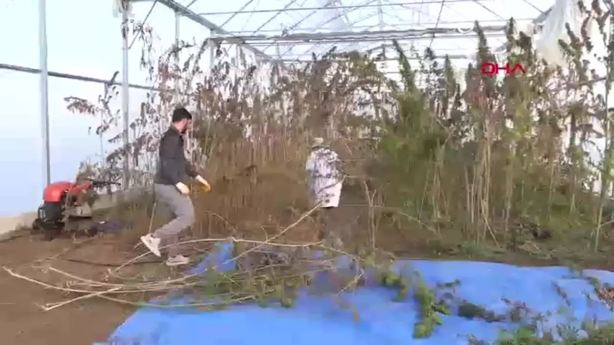 Türkiye’nin Üçüncü Yerli Kenevir Çeşidi ‘Gizlence’ Hasat Edildi