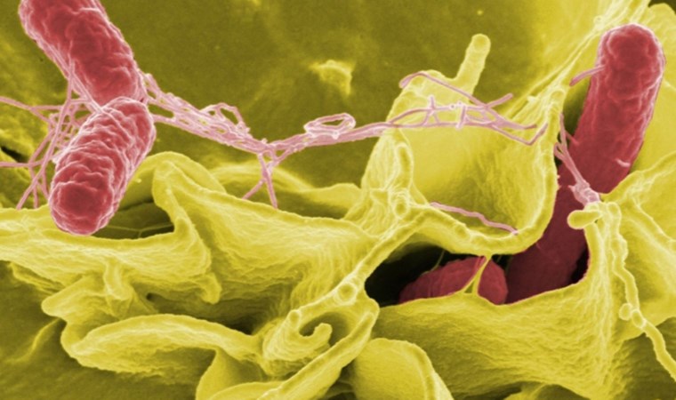 Salmonella nasıl bulaşır? Salmonella’dan nasıl korunulur? Salmonella’nın tedavisi var mı?