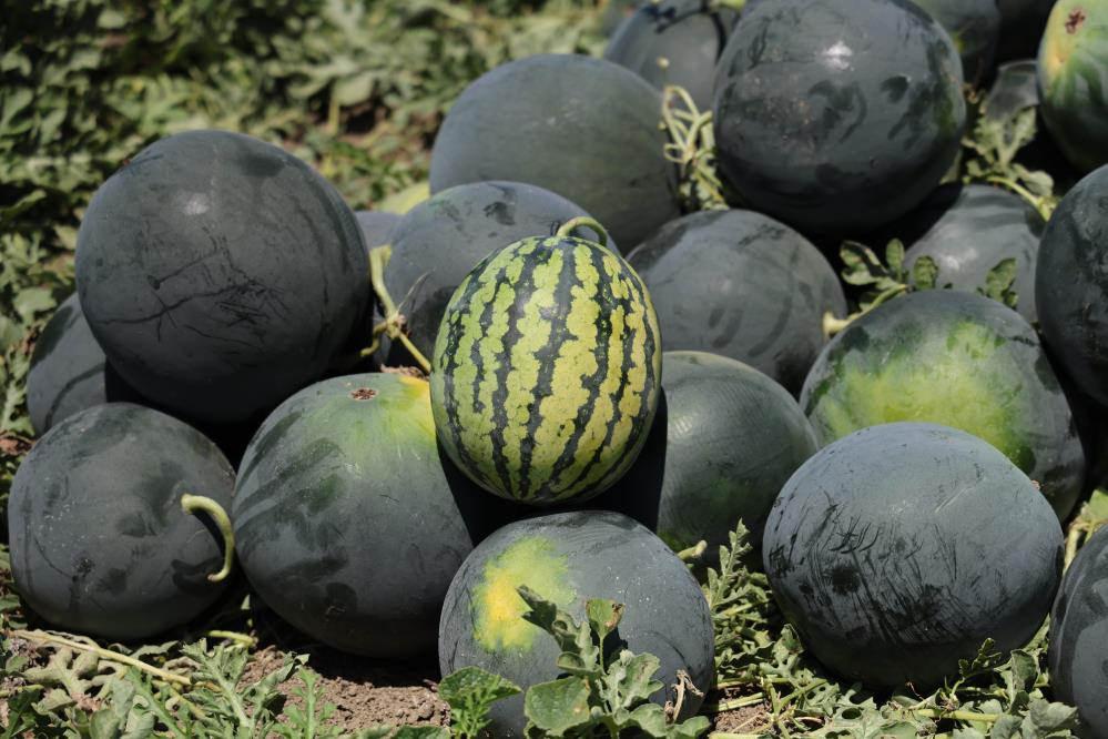 Tarladaki karpuz için öneri: 