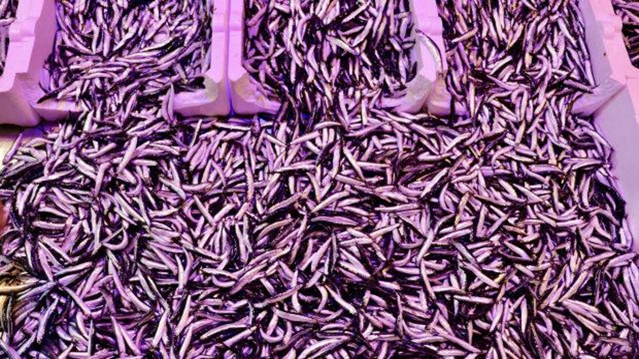 Trabzon’da hamsinin kilogramı 150 liradan satılıyor