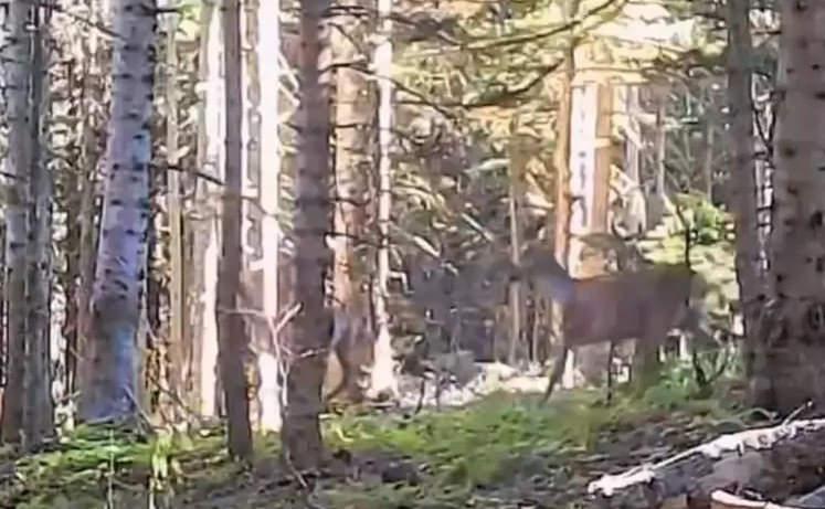 Bolu'nun yaban hayatı fotokapanla görüntülendi!