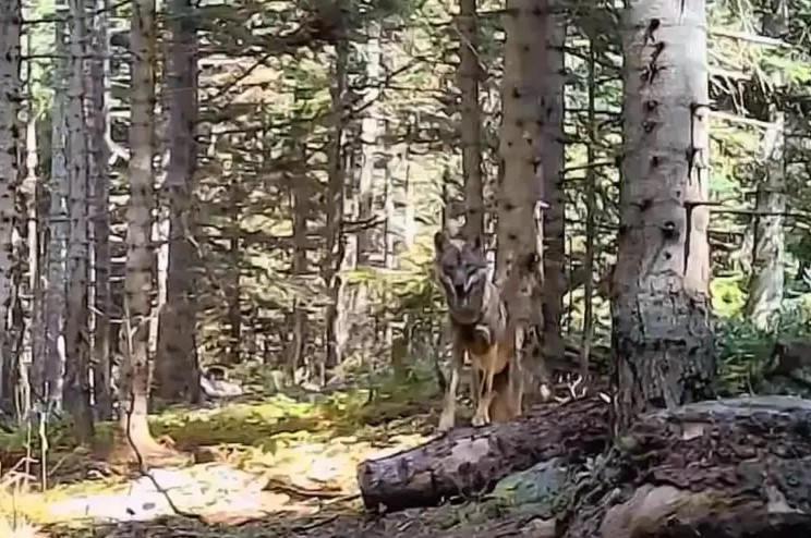 Bolu'nun yaban hayatı fotokapanla görüntülendi!