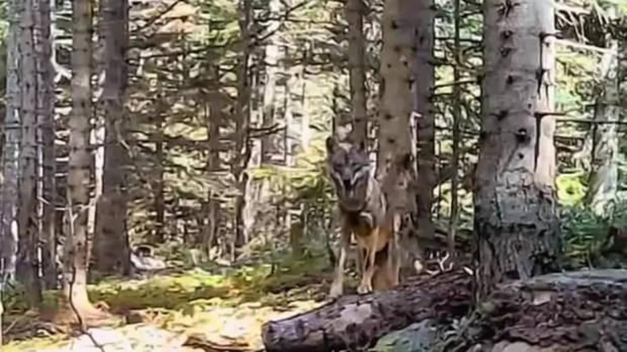 Bolu’nun yaban hayatı fotokapanla görüntülendi!