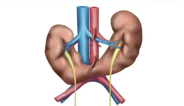 Her 400 kişide bir görülüyor, belirti vermeden ilerliyor! Uzmanlardan böbrek uyarısı