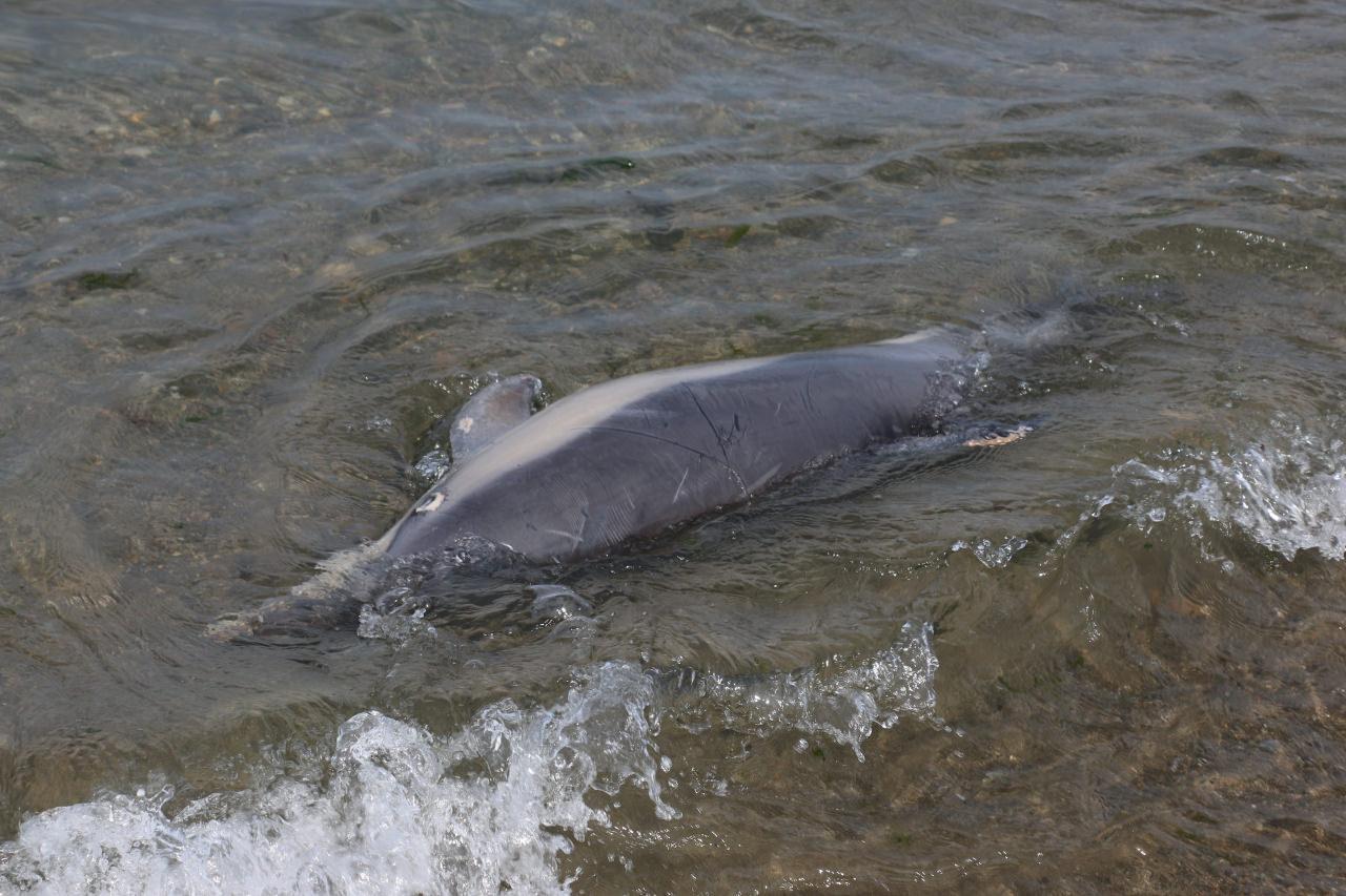 Trabzon'da ölü yunus sahile vurdu