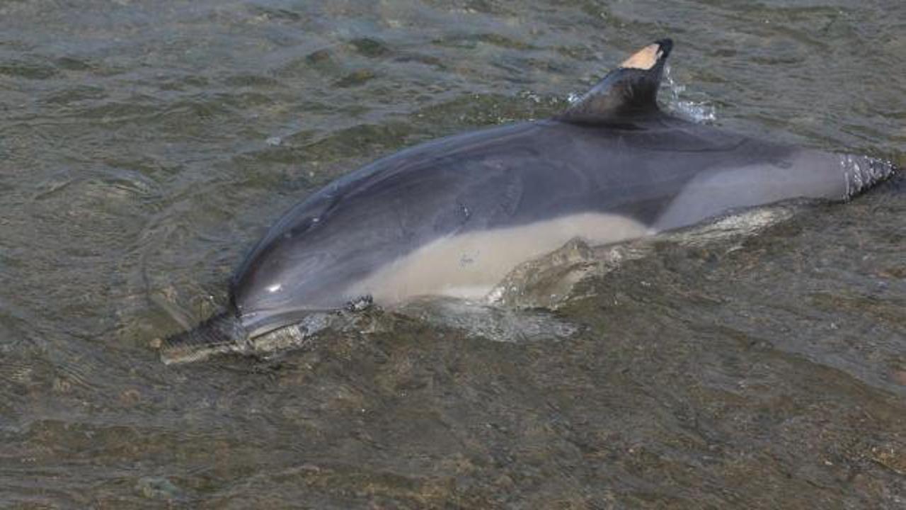 Trabzon’da ölü yunus sahile vurdu